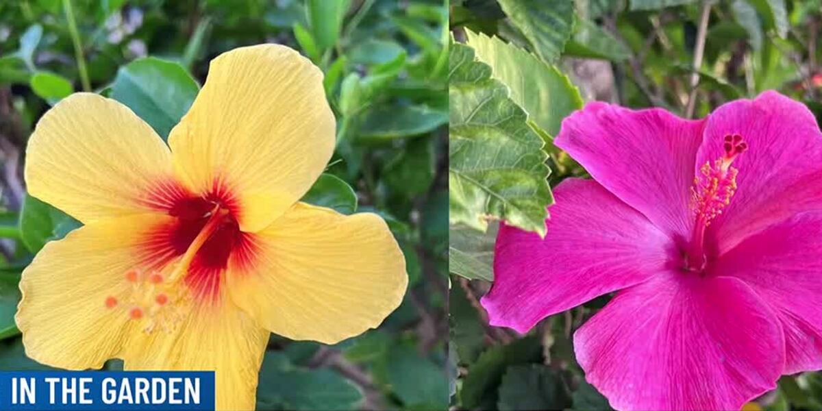 In The Garden Tips For Growing Hibiscus In The Garden Tips For Growing Hibiscus