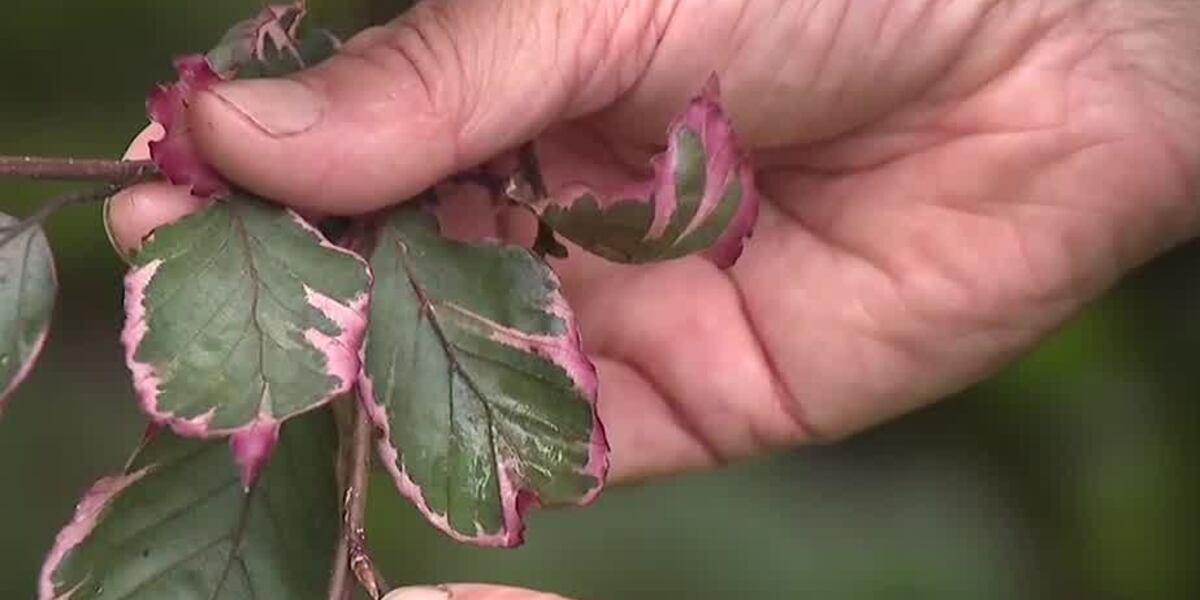Tricolor Raspberry Ground Cover In the Garden: Tricolor beech and ground cover plants
