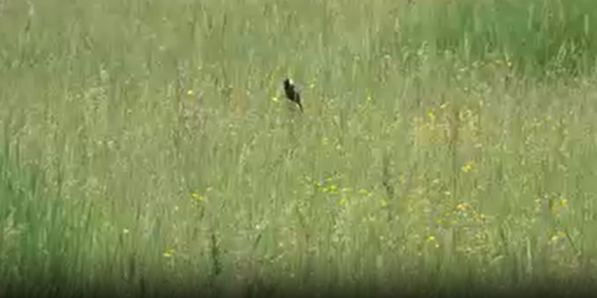 Wildlife area protecting birds as open fields disappear