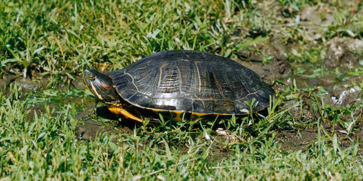 New Vermont law bans the sale of pet turtle species