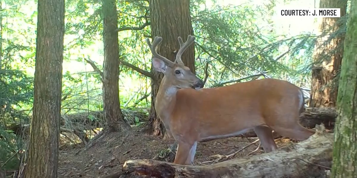 Why deer and moose antlers are soft and velvety this time of year