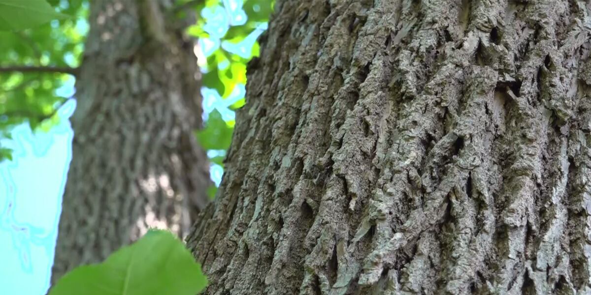 Arborists work to prevent ash tree damage in Vermont
