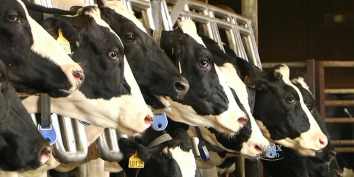 UVM researcher studies isolating state dairy industry from potential disease outbreaks