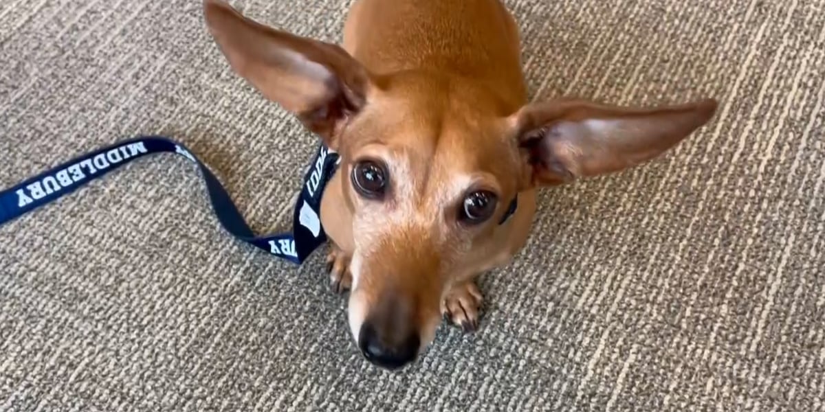 Middlebury elects new dog mayor