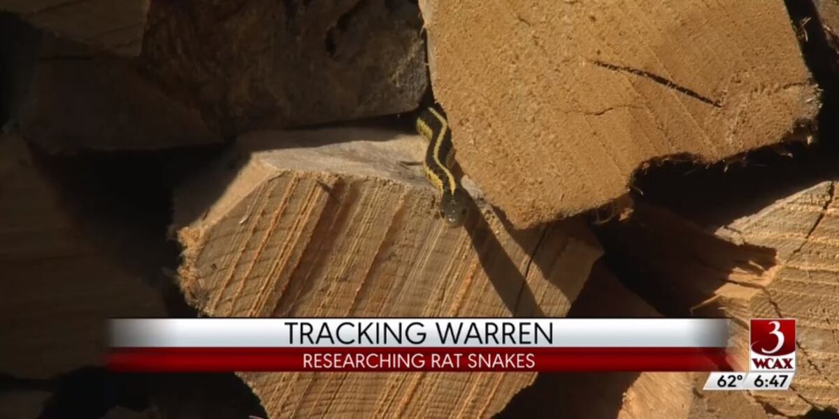 Wildlife Watch: Saving Vermont's rat snakes