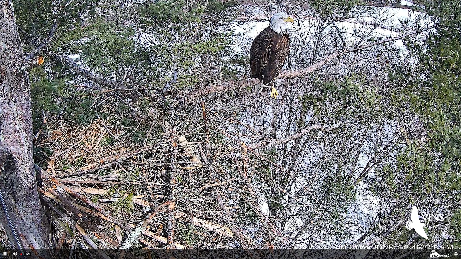 VINS debuts live cameras showing wild bald eagles building nest