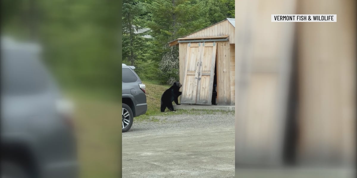 Vermont Residents Alert: Be Bear Aware as Wildlife Awakens from Hibernation