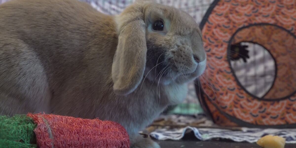 Jessica Rabbit Zoo Pets with Potential: Jessica Rabbit