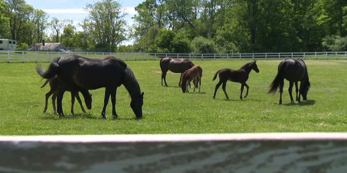 Morgan horses gallop through history in Weybridge