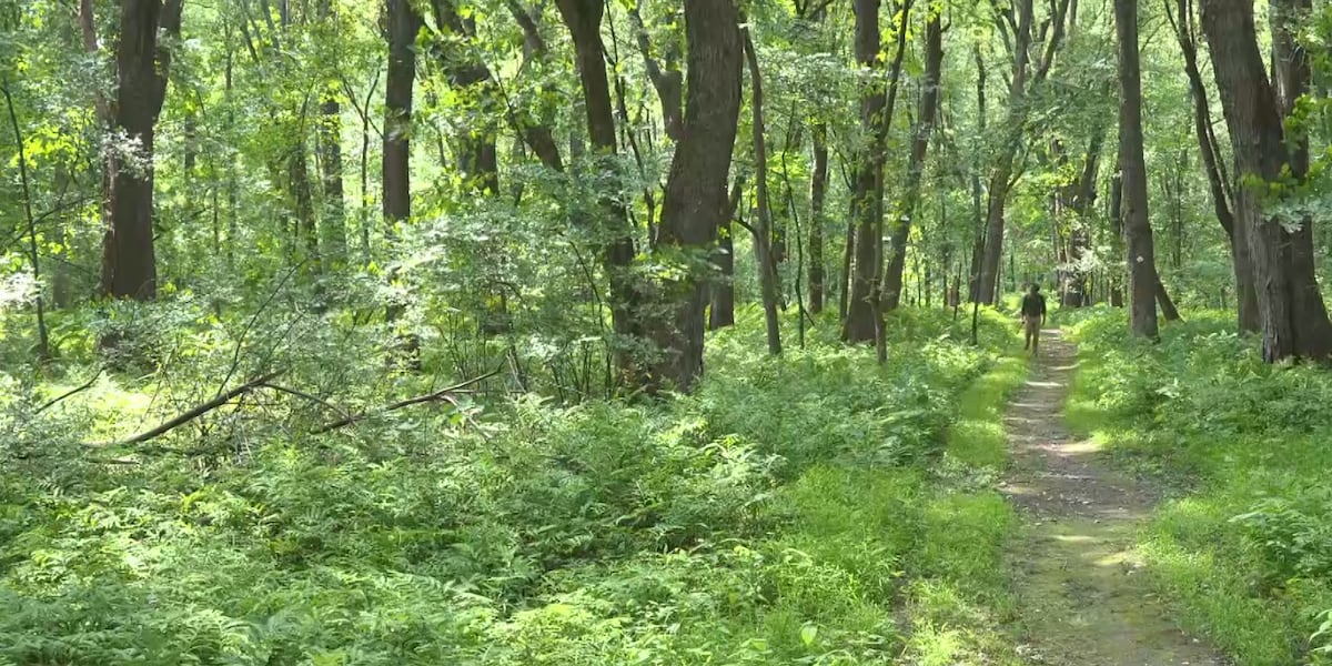 Derway Island Trail reveals thriving floodplain forest in Vermont's largest city