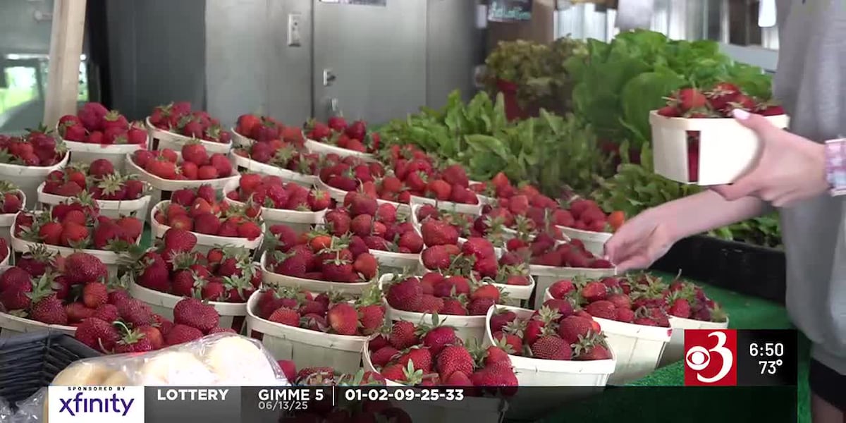 Farmers optimistic for splendid & sweet strawberry season