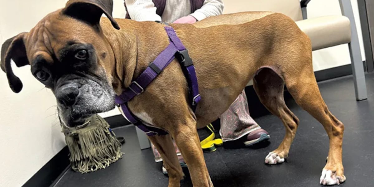 Vet care is getting very expensive. I've got the receipts