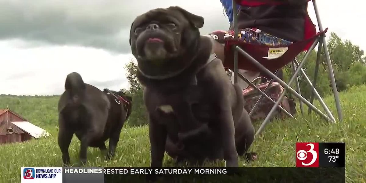 Dog Mountain summer season party brings visitors from around the world