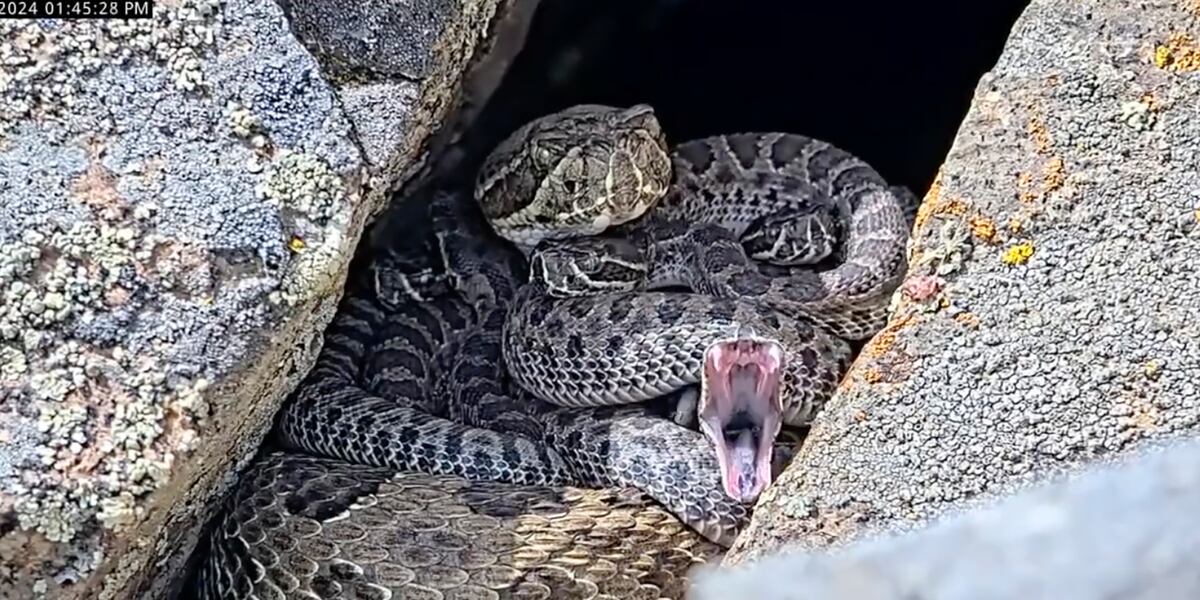 Newborn Rattlesnakes At A mega Den Are Making Their Live Debut newborn-rattlesnakes-at-a-mega-den-are-making-their-live-debut