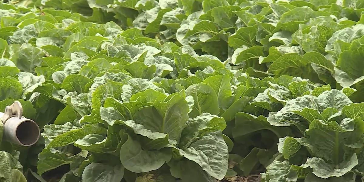 Cyclosporiasis outbreak may be helping out local farmers