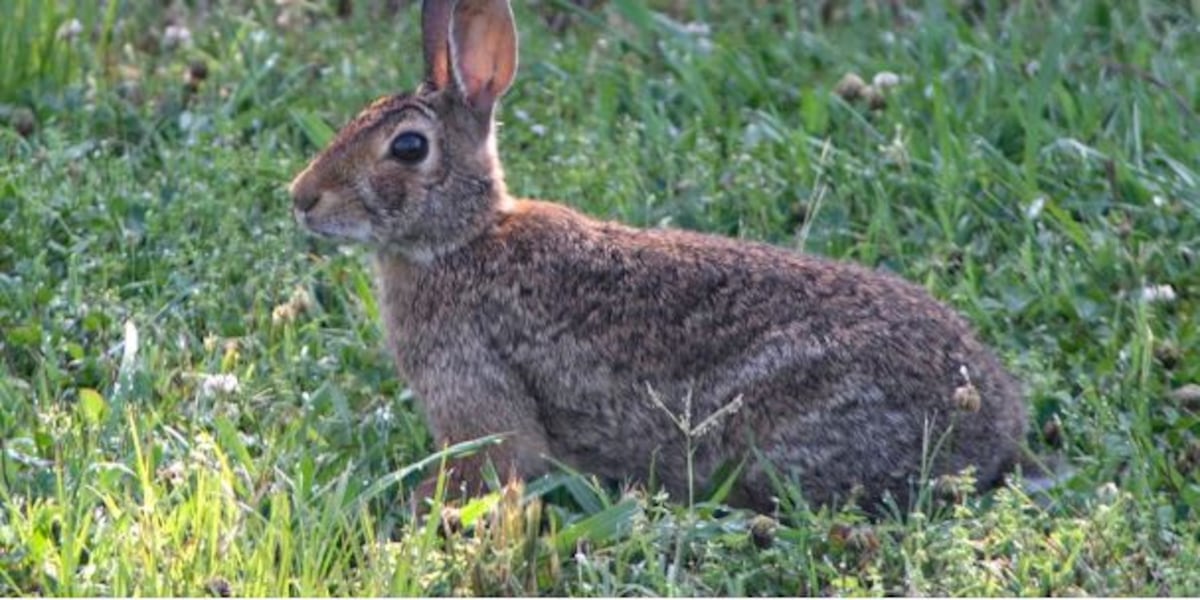 Wildlife Watch: Rabbit hemorrhagic disease