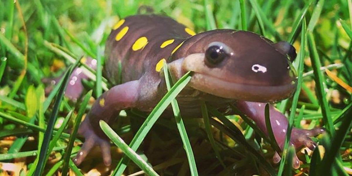 Wildlife Watch Monitoring Vermont s Amphibians wildlife-watch-monitoring-vermont-s-amphibians