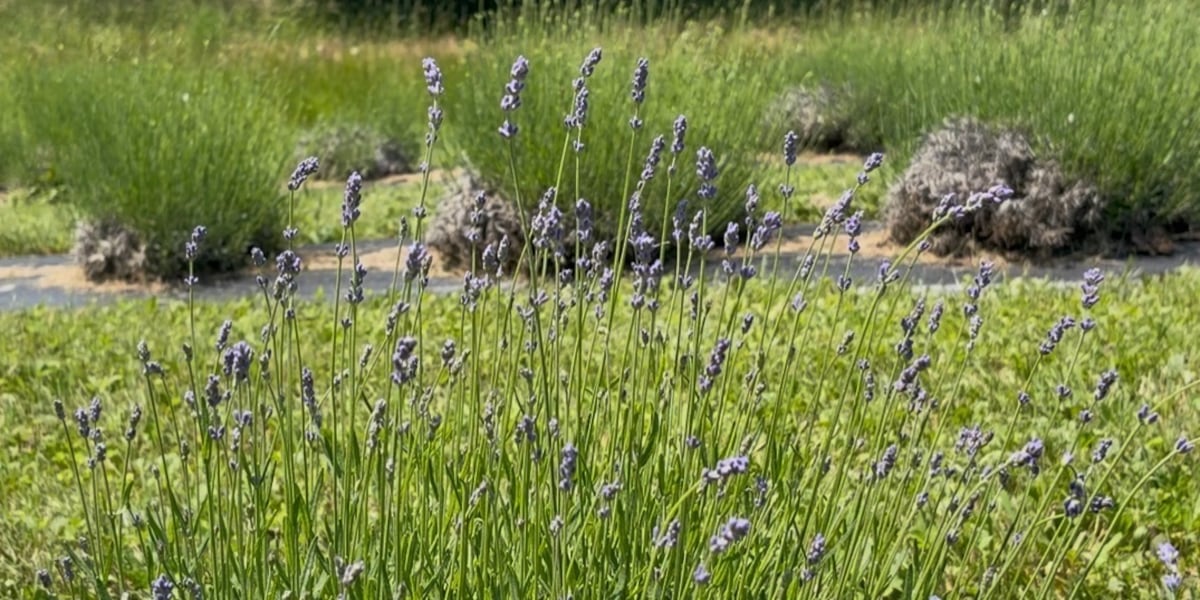 Made in Vermont: Known for its beauty and fragrance, lavender is ‘scent-sational'