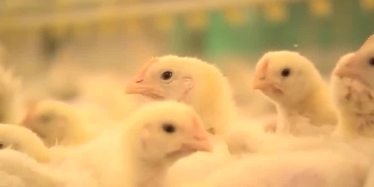 Vt. bird flu testing to continue despite state’s “unaffected” status