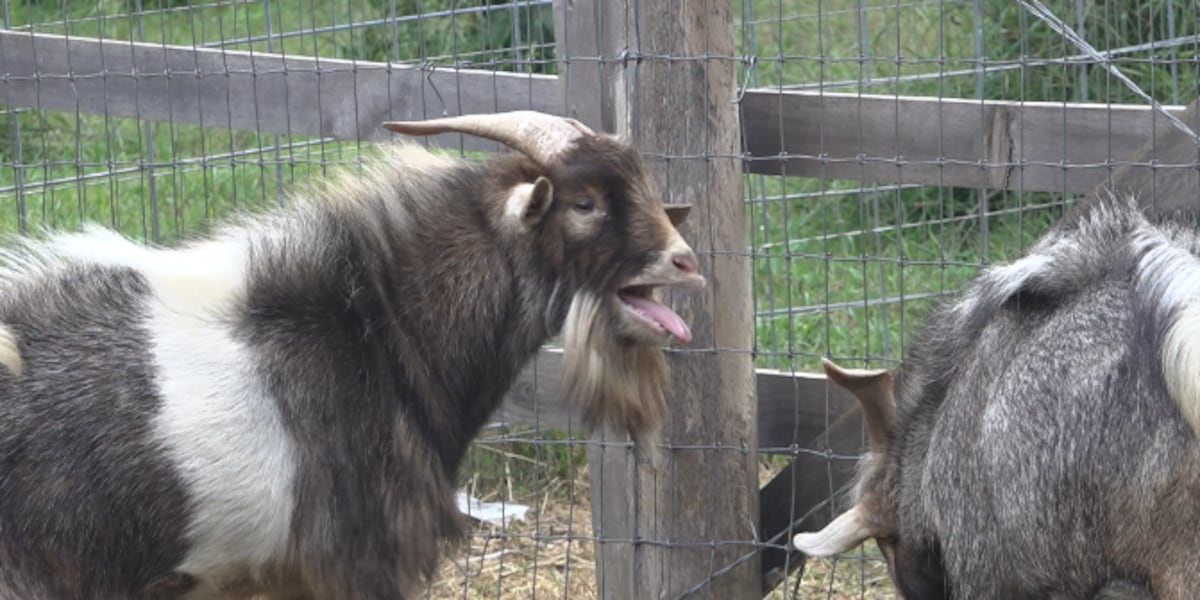 Goats Getting High Screaming goat causes stir in community and a run-in with police: ‘He’s ...