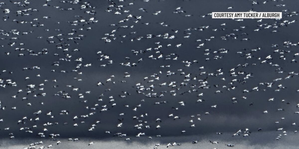 Goose Bitmap Snow geese make Alburgh pit stop