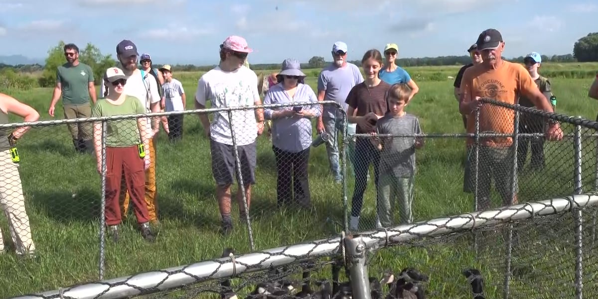 Volunteers wrangle Canada geese in Addison County