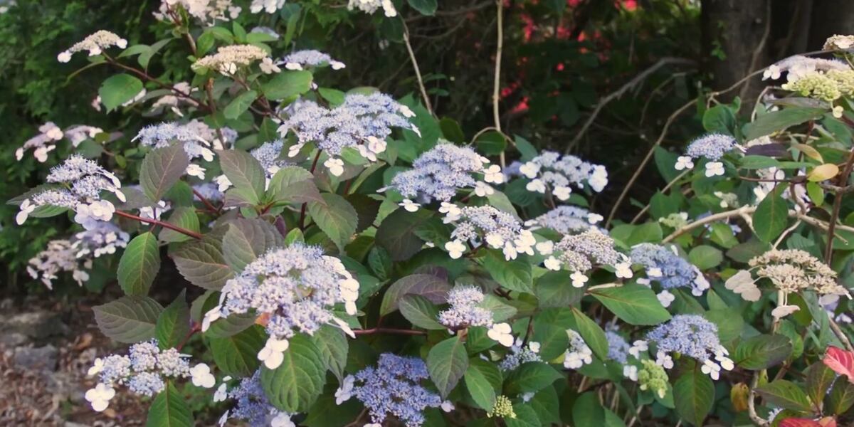 Local Hydrangea In the Garden: Hydrangeas