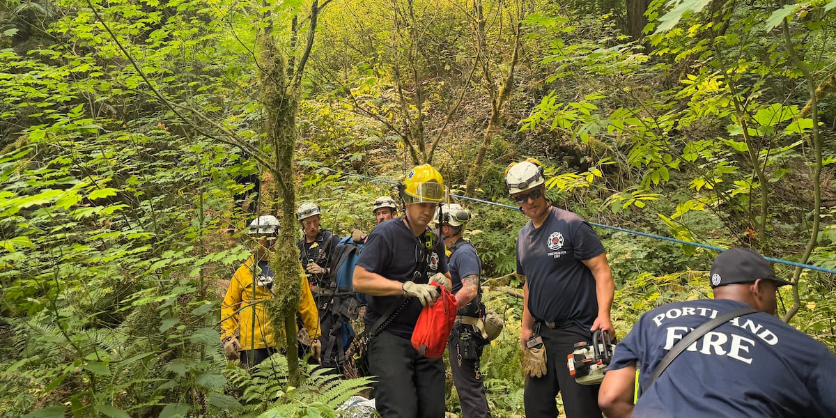 Worker hit and killed by falling tree, authorities say