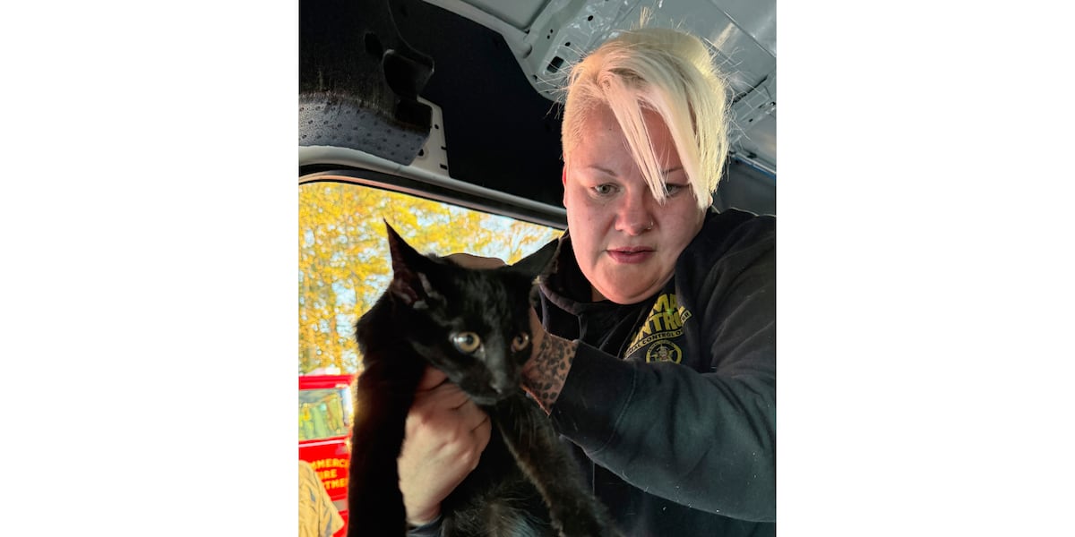 Vermont-bound shelter cats caught in deadly crash
