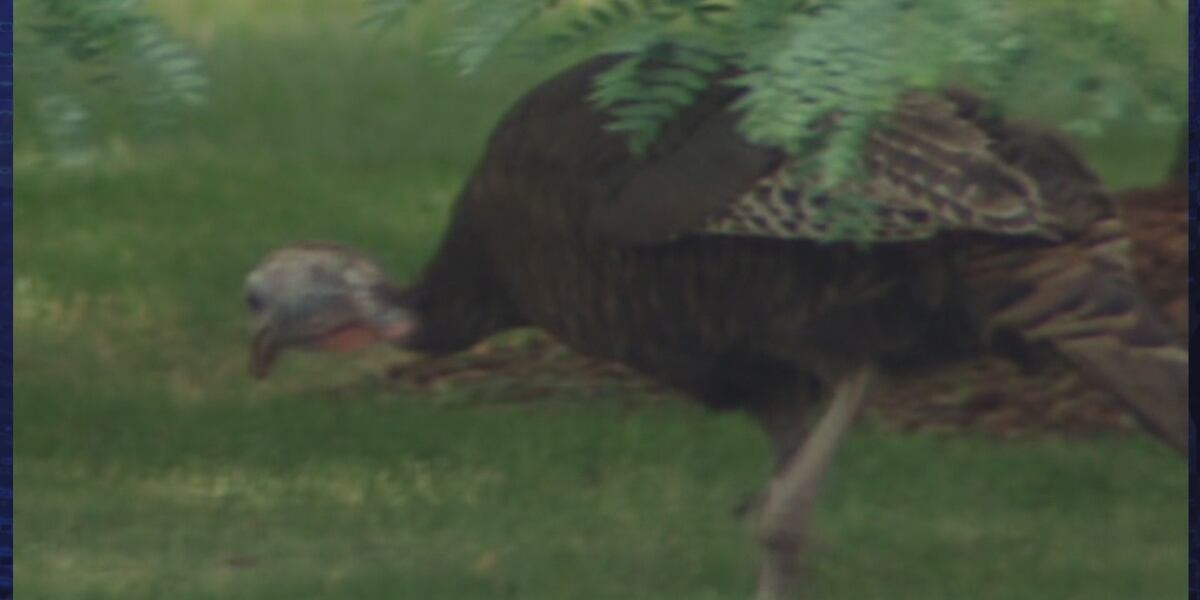 New bag limit for New Hampshire spring turkey hunters