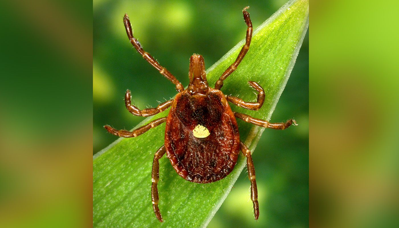 This undated photo provided by the U.S. Centers for Disease Control and Prevention shows a...