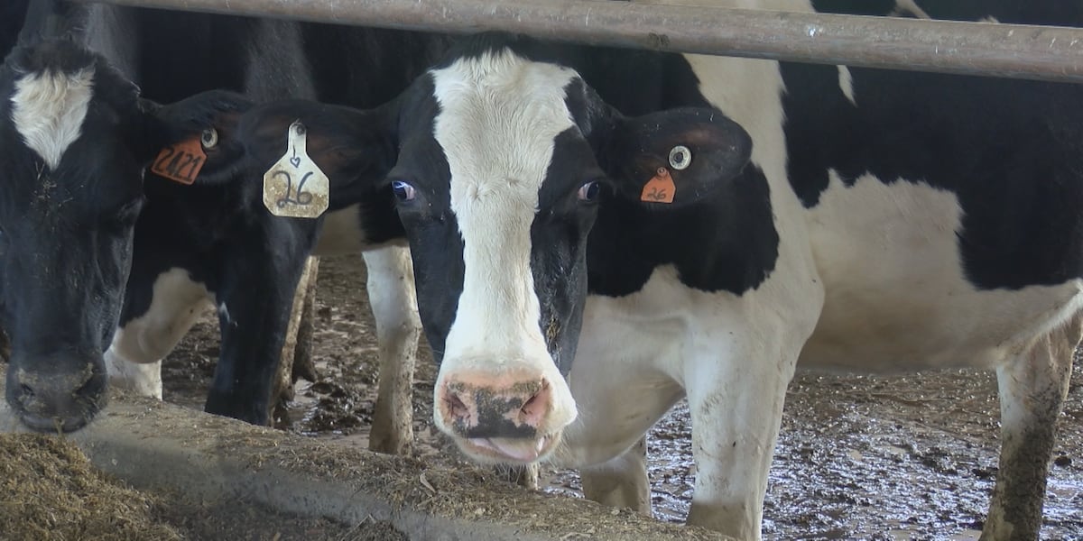 Researchers turn cow manure into propane