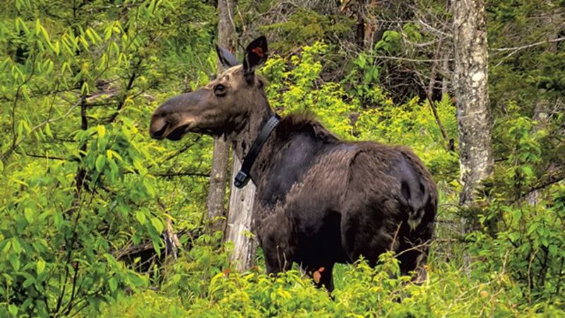 The Vermont Fish and Wildlife Department is holding public hearings this month on next fall’s...