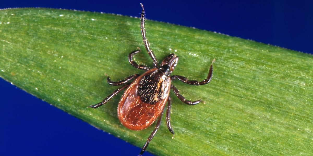 Vermonters are being more careful outdoors to avoid tick illnesses