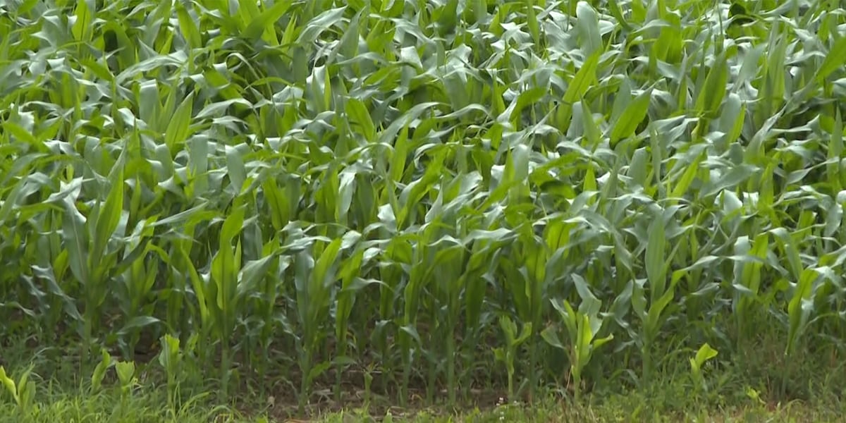 Corn growth in our region on track despite wet weather