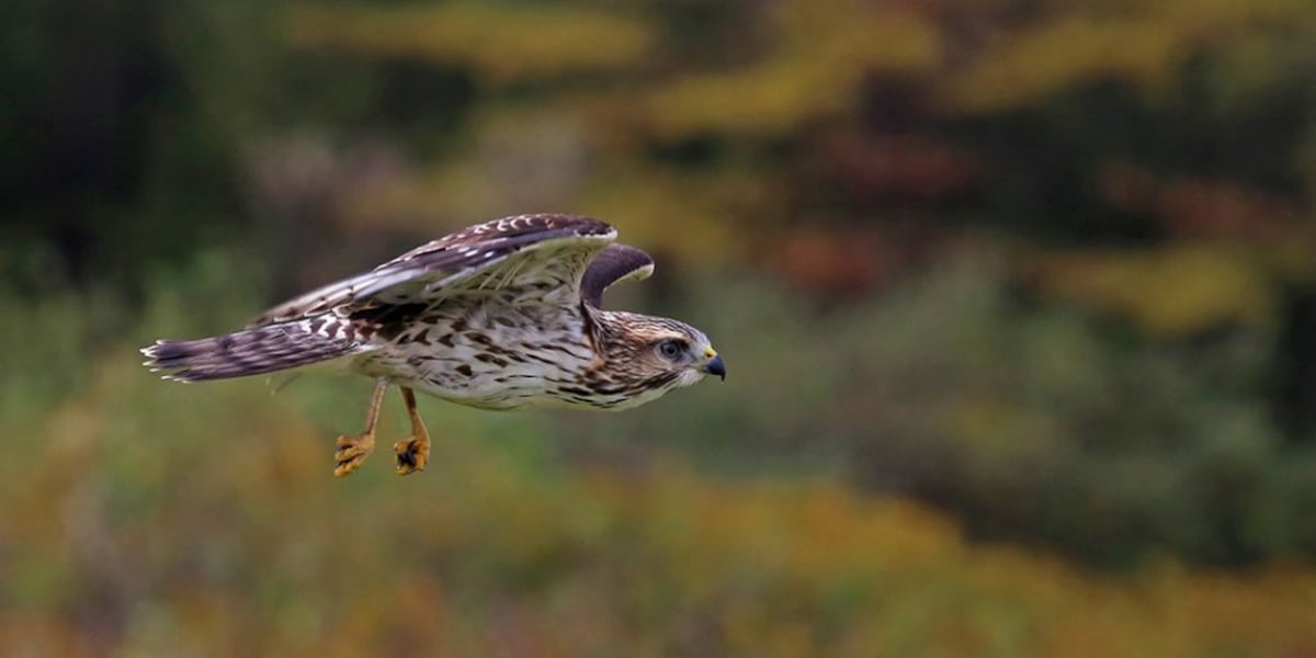 Hawk Tracking Wildlife Watch: Tracking the broad-winged hawk