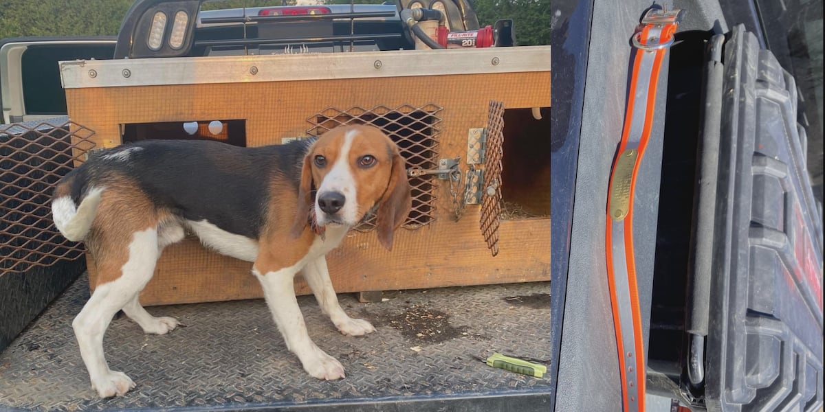 Vermont State Police search for stolen dog Vermont State Police search for stolen dog