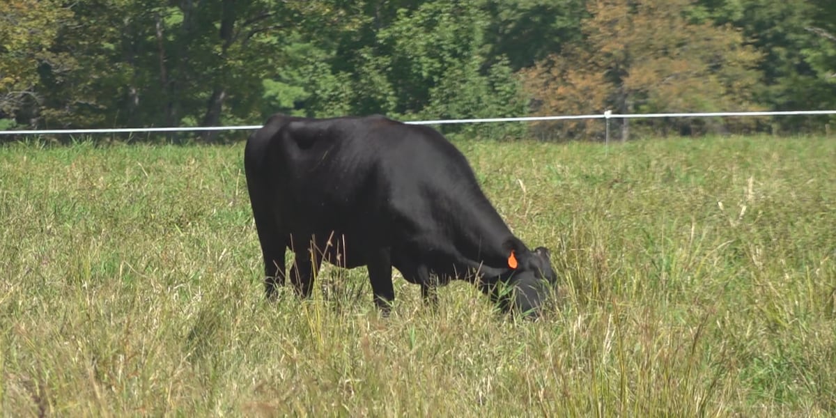 Cattle farmers adjust feeding practices as drought continues