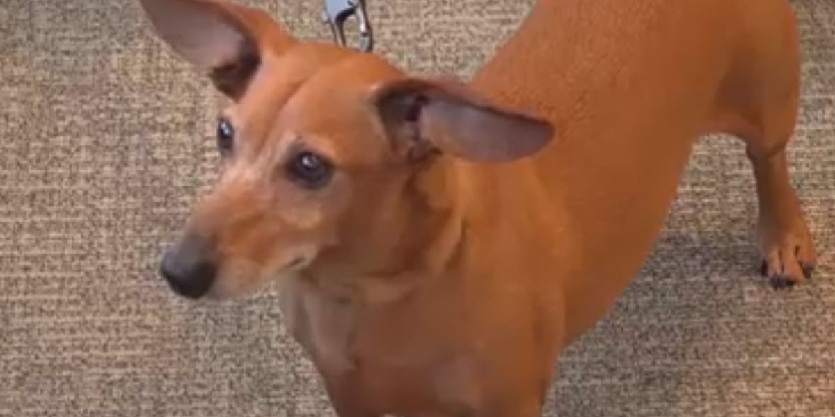 Dachshund Otto defeats incumbent in Middlebury dog mayor race