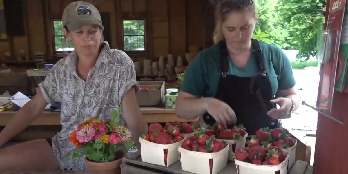 Strawberry season arrives at Upper Valley farm