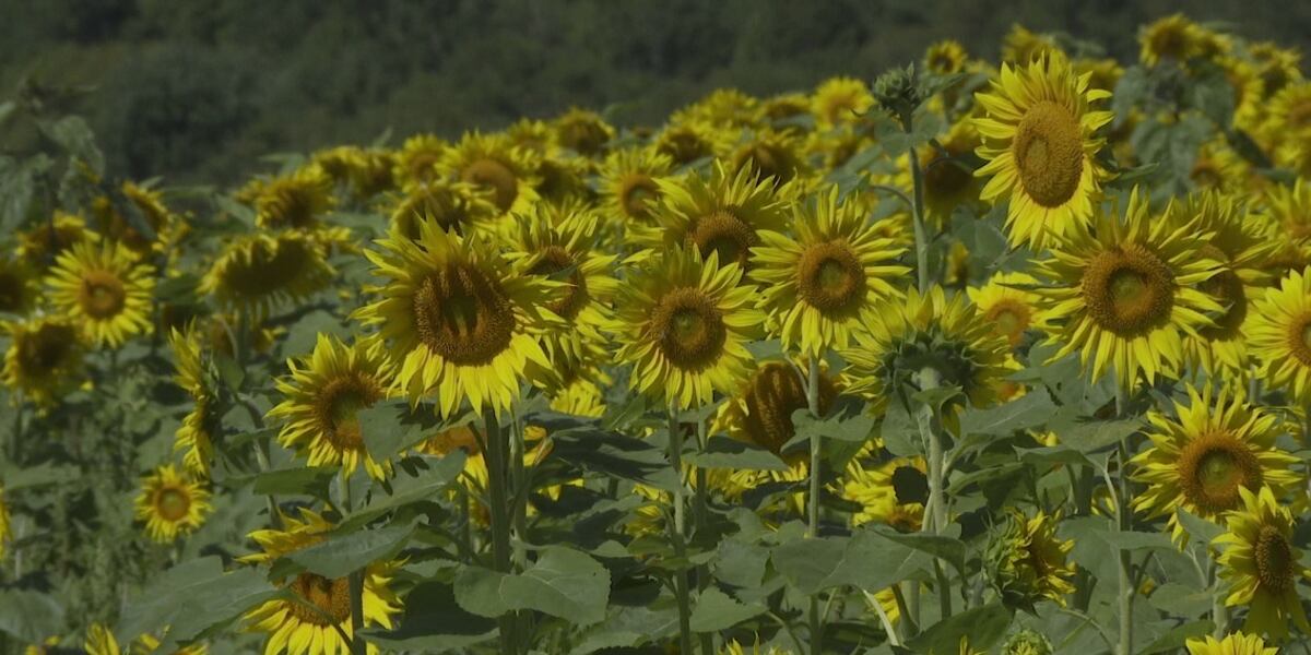Richmond farm offering sunflower strolls, wagon rides