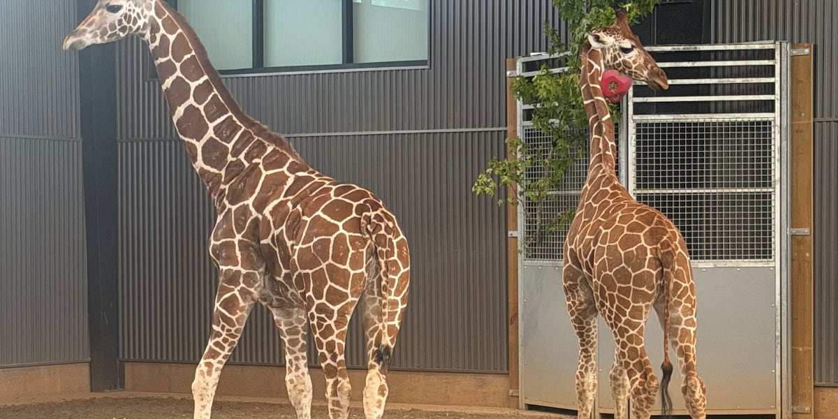 2 giraffe calves found safe after disappearing from Virginia zoo more than a year ago