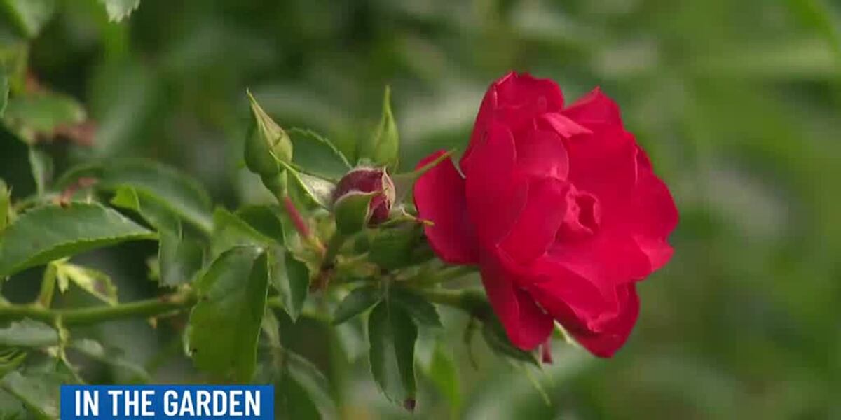 Red September Roses In the Garden: September roses