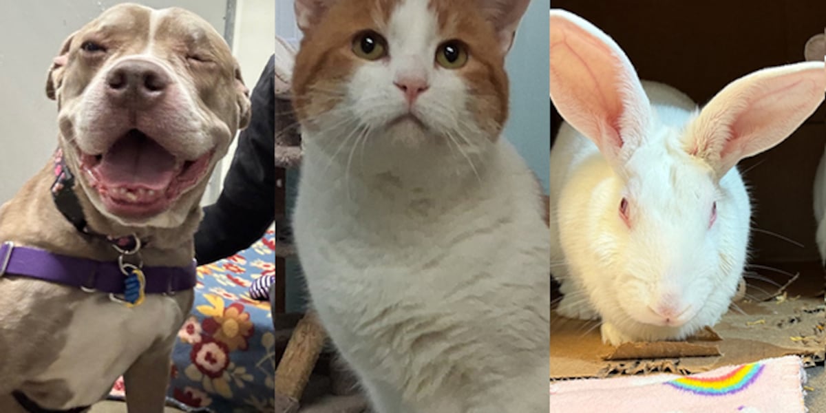 Pets with Potential: Meet Orla, Hoodoo, and Smudge & Pinky - WCAX