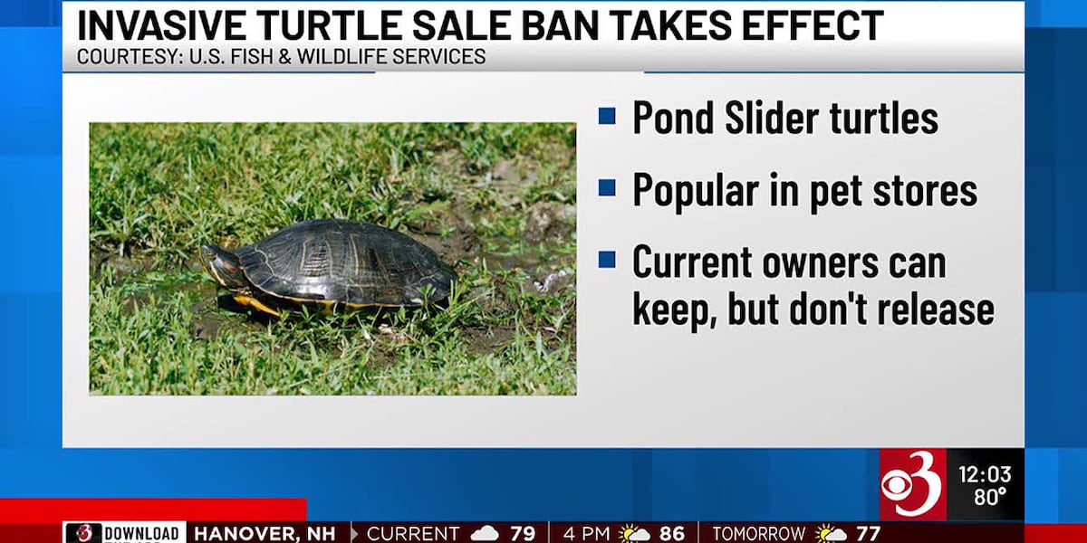 New Vermont law bans the sale of pet turtle species