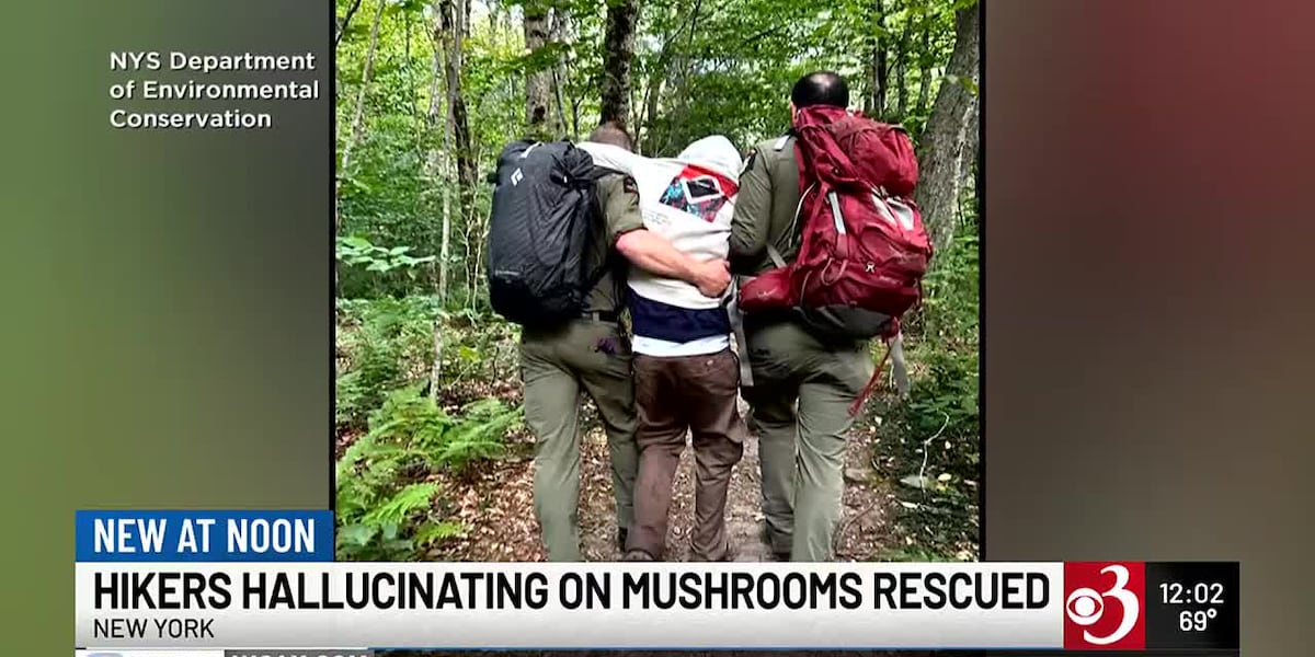NY forest rangers rescue hikers tripping on psychedelic mushrooms